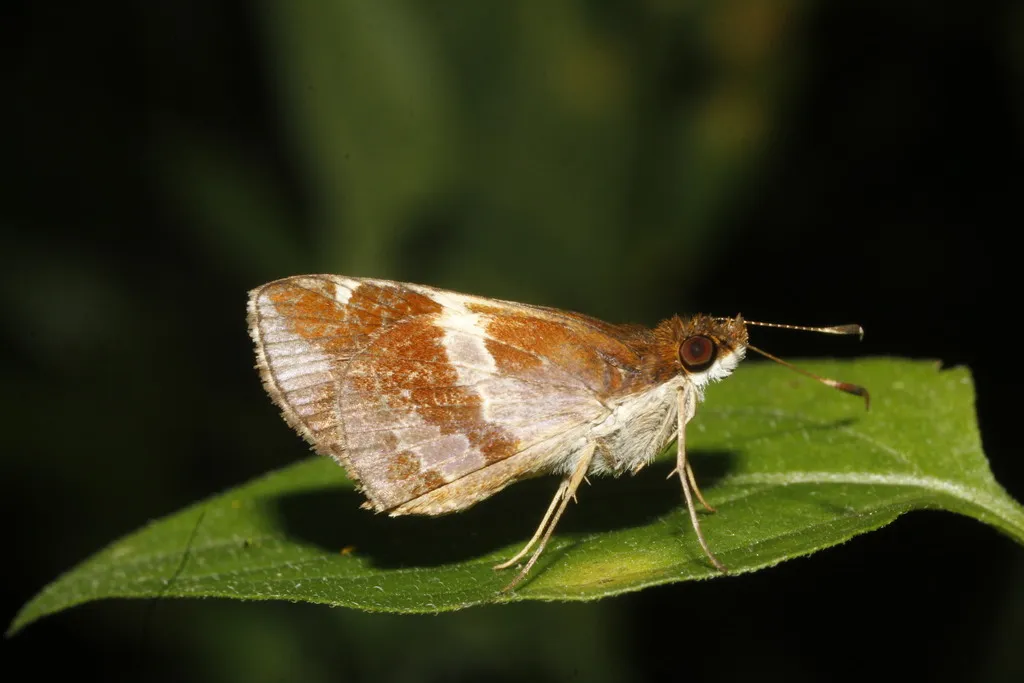 Violet-patched Skipper - Hodges#3992 - photo 2