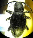 Moneilema annulatum