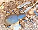 Moneilema annulatum - photo 4