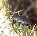 Moneilema annulatum - photo 5
