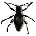 Moneilema appressum