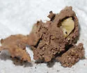 Moneilema appressum - photo 5