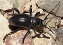 Moneilema armatum