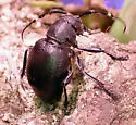 Moneilema armatum - photo 4