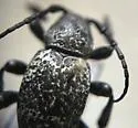 Moneilema blapsides - photo 5