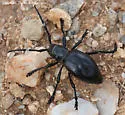 Moneilema gigas