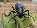 Moneilema gigas - photo 4
