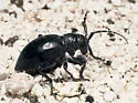 Moneilema semipunctatum