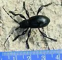 Moneilema semipunctatum - photo 2