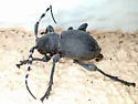 Moneilema semipunctatum - photo 4