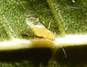 Blackmargined Pecan Aphid - photo 2