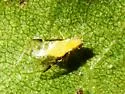 Blackmargined Pecan Aphid - photo 3