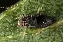 Blackmargined Pecan Aphid - photo 4