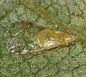 Monellia microsetosa - Monellia microsetosa