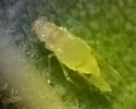 Yellow Pecan Aphid - photo 2