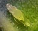 Yellow Pecan Aphid - photo 3