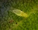 Yellow Pecan Aphid - photo 4