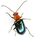 Monoaster fulgidus