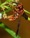 Monobia arizonensis - photo 2