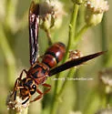 Monobia texana