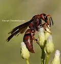Monobia texana - photo 2