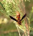 Monobia texana - photo 3