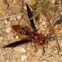 Monobia texana - photo 4