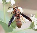 Monobia texana - photo 5