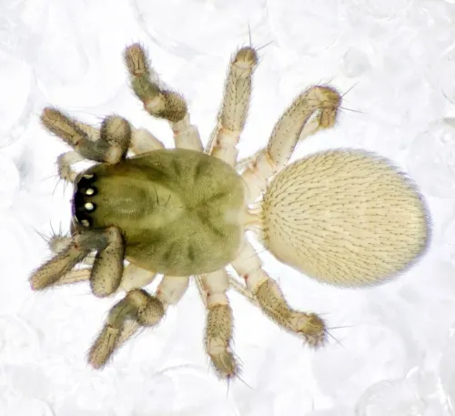 Monocephalus fuscipes - photo 2
