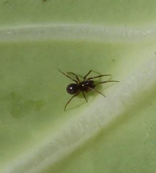 Monocephalus fuscipes - photo 4