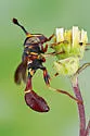 Monoceromyia floridensis