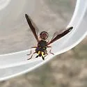 Monoceromyia floridensis - photo 2