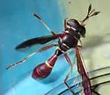 Monoceromyia floridensis - photo 3