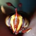 Monoceromyia floridensis - photo 4