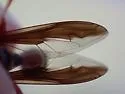 Monoceromyia floridensis - photo 5