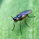 Monochaetoscinella nigricornis