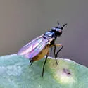 Monochaetoscinella nigricornis - photo 2