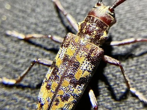Spotted Pine Sawyer - photo 2