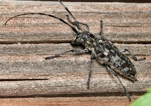 Spotted Pine Sawyer - photo 4