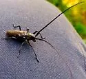 Spotted Pine Sawyer - photo 4