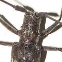 Southern Pine Sawyer - Monochamus titillator