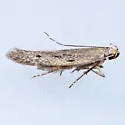 Monochroa absconditella - Hodges#1706