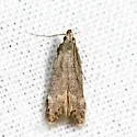 Monochroa absconditella - Hodges#1706 - photo 2