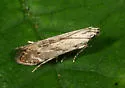 Monochroa angustipennella - Hodges#1707