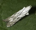 Monochroa angustipennella - Hodges#1707 - photo 2