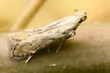 Monochroa angustipennella - Hodges#1707 - photo 3