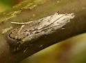 Monochroa angustipennella - Hodges#1707 - photo 4