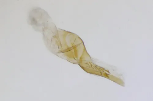 Monochroa arundinetella