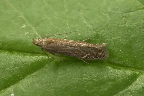 Monochroa cytisella