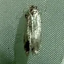 Monochroa fragariae - Hodges#1711